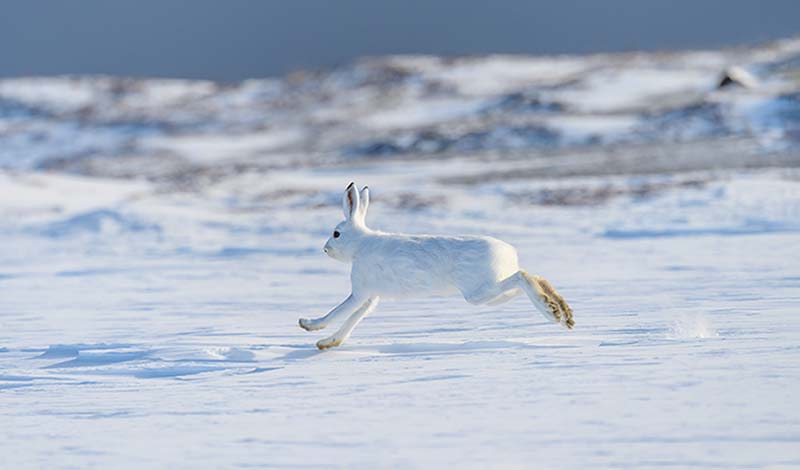 Mountain hare (Lepus timidus) with white fur in snowy landscape
