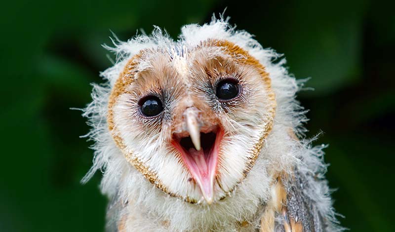 Baby barn owl with open beak