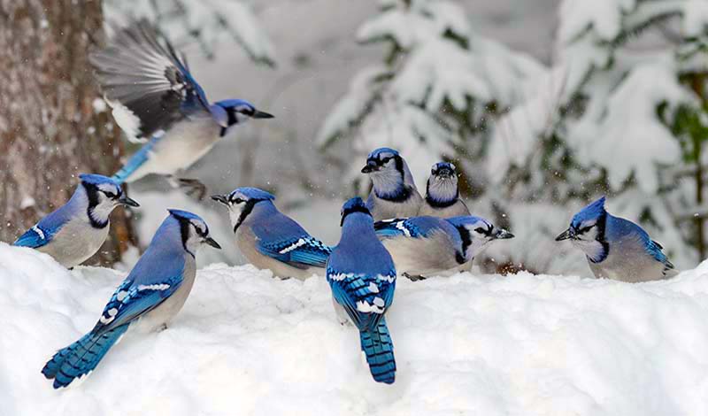 Blue Jays on snow in the winter wilderness