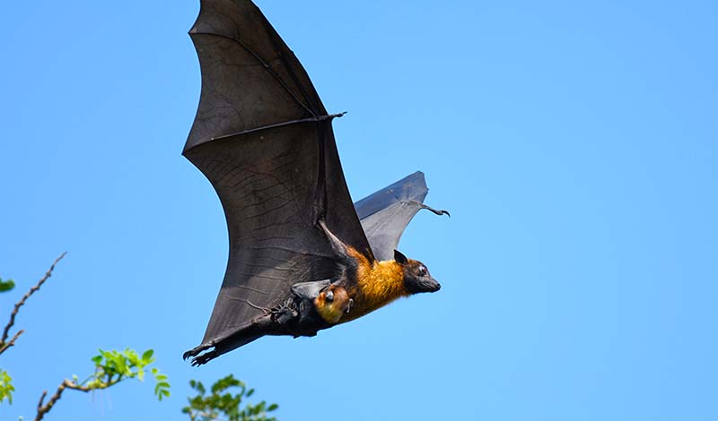 bat and baby flying together