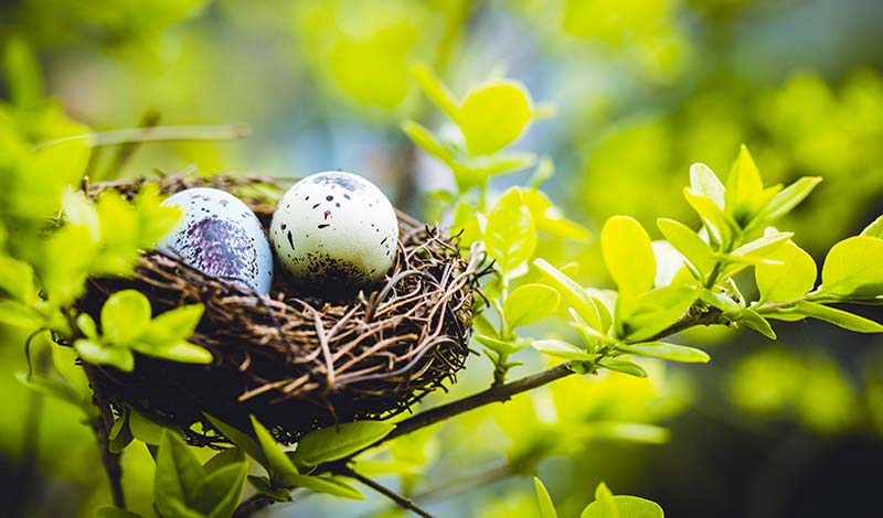 Bird nest on branch with eggs