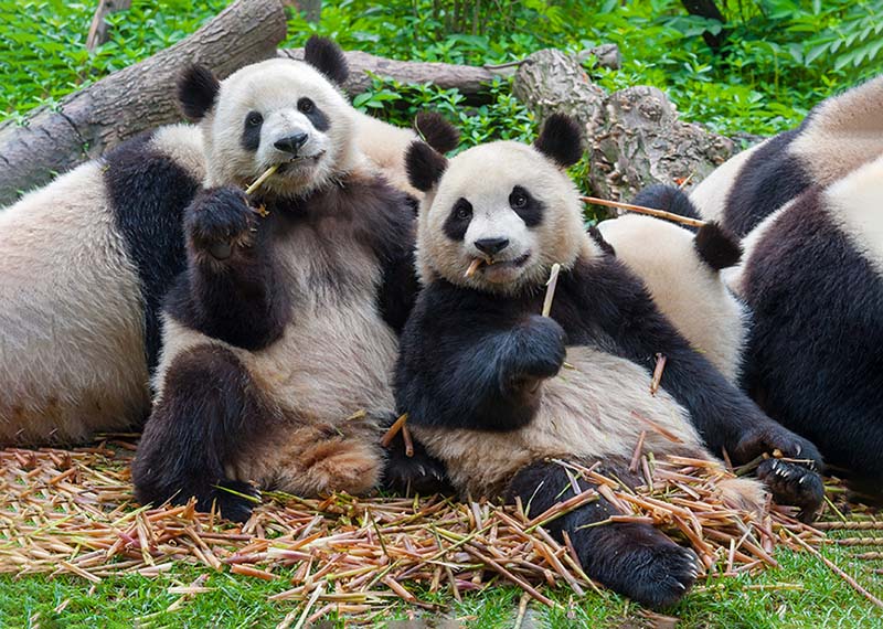 Panda bears eating together