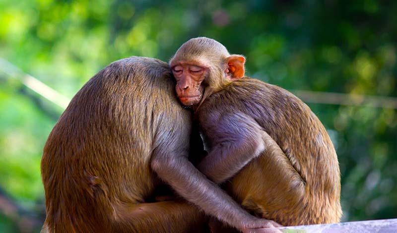 Rhesus Macaque Monkeys hugging