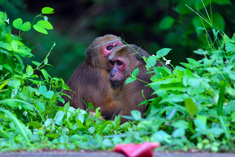 Stump-tailed macaque monkeys