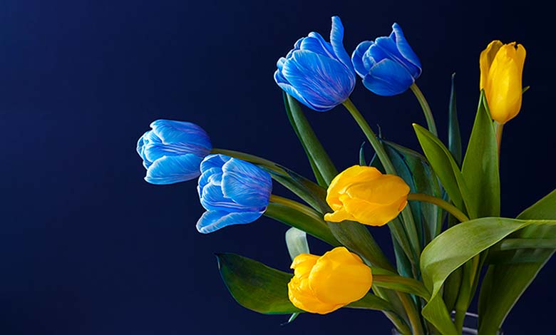 bouquet of blue and yellow tulips on a dark blue background, close-up