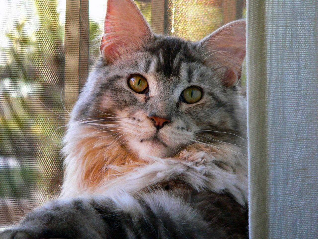Stella at Window