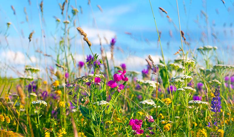 Wild flowers meadow with sky in background