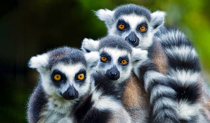 Lemur trio