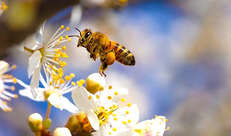 Bees are sentient': inside the stunning brains of nature's hardest workers, Bees