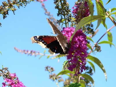 10-Buddleia davidii--aka Butterfly Bush