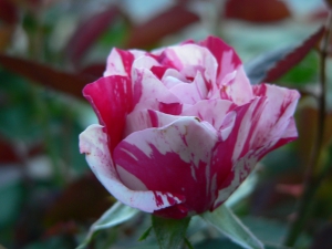 61-Floridbunda Rosa Scentimental